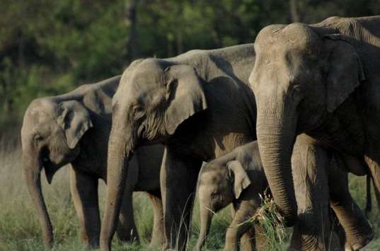 In addition to dense forests and greenery, the par In addition to dense forests and greenery, the park is also a home to wild animals including Asian elephant, Jungle cat, Sloth bear, Himalayan black b